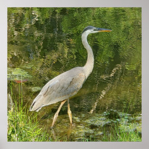 Een blauwe heron kunst poster