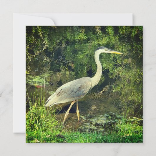 Een blauwe reiger (Voorkant)