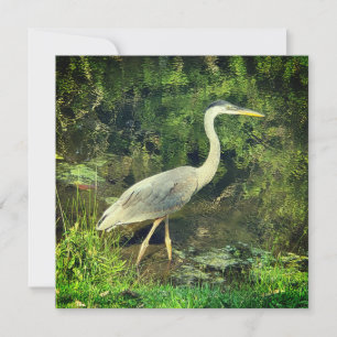 Een blauwe reiger