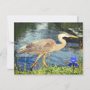 Een blauwe reiger briefkaart