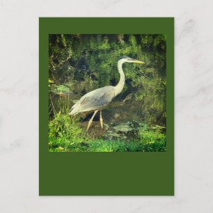 Een blauwe reiger briefkaart