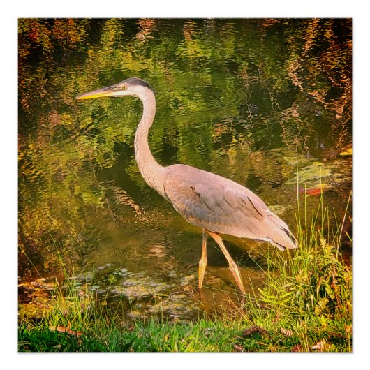 Een blauwe reiger perfect poster (Voorkant)