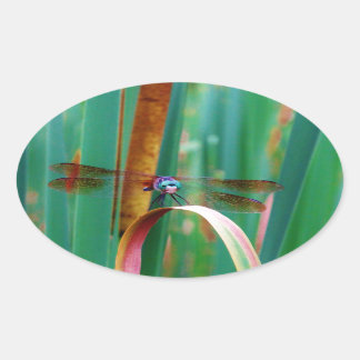 Een blauwgroen eyed Dragonfly met staarten Ovale Sticker