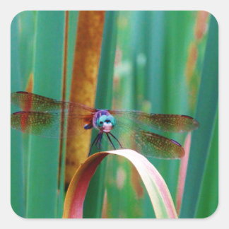Een blauwgroen eyed Dragonfly met staarten Vierkante Sticker