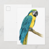 Een Blauwgroen Macaw Briefkaart (Voorkant / Achterkant)