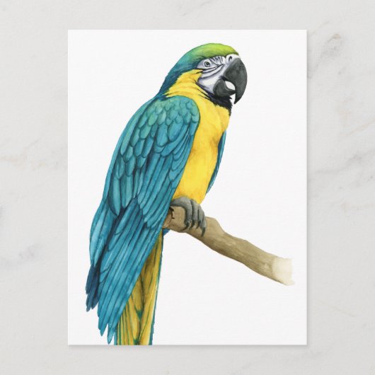 Een Blauwgroen Macaw Briefkaart (Voorkant)
