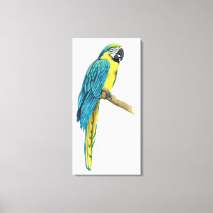 Een Blauwgroen Macaw Canvas Afdruk