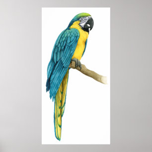 Een Blauwgroen Macaw Poster