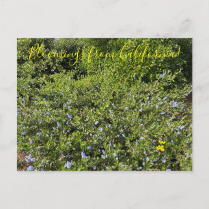 Een bloeiend Californië: Blauwe bloesems Briefkaart