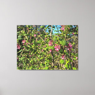 Een bloeiend Californië: Roze currant Canvas Afdruk