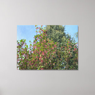 Een bloeiend Californië: Roze currant Canvas Afdruk