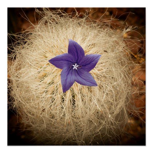 Een bloem perfect poster (Voorkant)