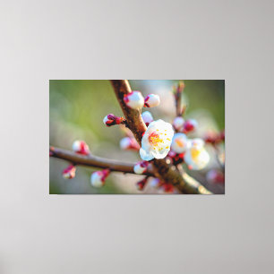 Een bloemstuk van Japanse abrikozenbloesem Canvas Afdruk
