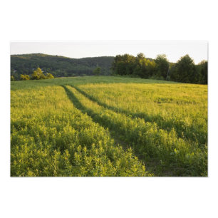 Een boerderijweg in Sabins Pasture in Montpelier, Foto Afdruk