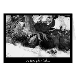 Een boom beplant...