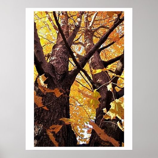 Een boomstammen Uitzicht Poster (Voorkant)