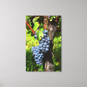 Een bos druiven rijpe merlot aan een wijnstok met canvas afdruk