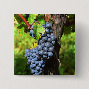 Een bos druiven rijpe merlot aan een wijnstok met vierkante button 5,1 cm