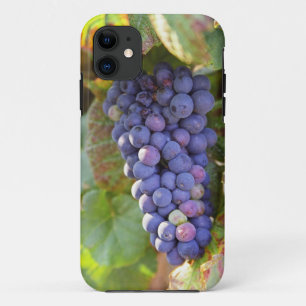 Een bos Pinot Noir-druiven in een Chambertin iPhone 11 Hoesje
