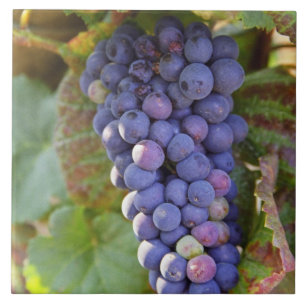 Een bos Pinot Noir-druiven in een Chambertin Tegeltje