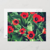 Een Bouquet Tulips in de tuin Briefkaart (Voorkant / Achterkant)