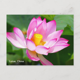 een briefkaart Lotus in China