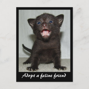 Een Briefkaart met een kattenvriend aannemen