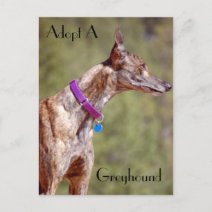 Een Briefkaart van Greyhound aannemen