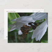 Een Briefkaart voor de datum van de maand (Voorkant / Achterkant)