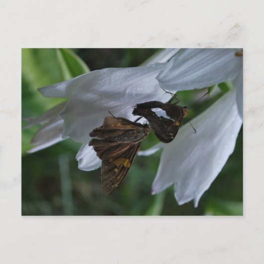 Een Briefkaart voor de datum van de maand (Voorkant)