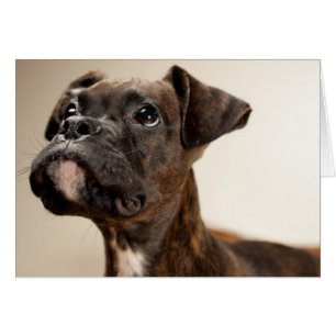 Een Brindle Boxer puppy die vreemd opkijkt.