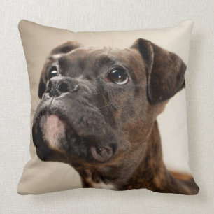 Een Brindle Boxer puppy die vreemd opkijkt. Kussen