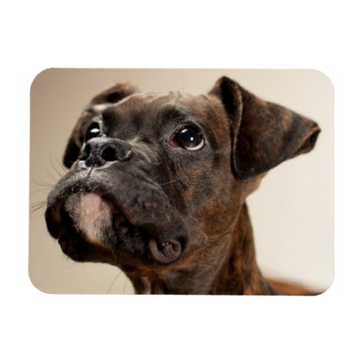 Een Brindle Boxer puppy die vreemd opkijkt. Magneet (Horizontaal)