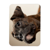 Een Brindle Boxer puppy die vreemd opkijkt. Magneet (Verticaal)