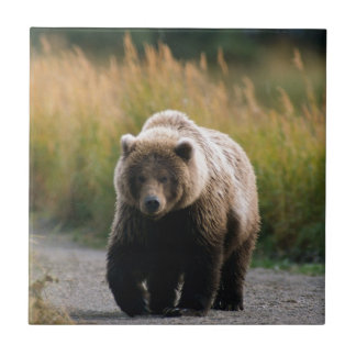Een bruin Beer dat op een spoor loopt Tegeltje