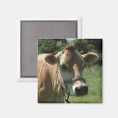 Een bruine jersey Koe in zomerweide koelkastmagnee Magneet (Voorkant / Achterkant)