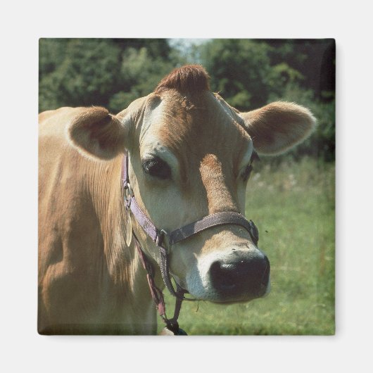 Een bruine jersey Koe in zomerweide koelkastmagnee Magneet (Voorkant)