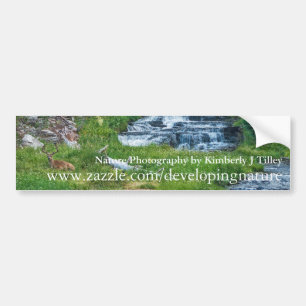 Een Buck Rast bij een Cascading River Bumpersticker