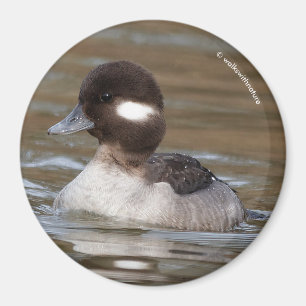 Een Bufflehead Duck zwaait langs Magneet