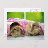 Een Bunny houdt van me Briefkaart (Voorkant / Achterkant)