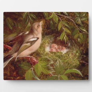 Een Chaffinch op zijn Nest, 1877 (olie op het pane Fotoplaat