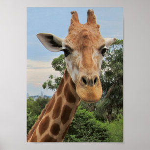 Een charmant Giraffe Poster