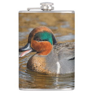 Een Chatty Green-Winged Blauwgroen Duck bij de Pon Heupfles