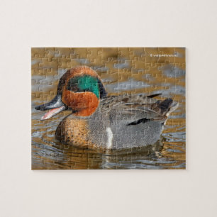 Een Chatty Green-Winged Blauwgroen Duck bij de Pon Legpuzzel