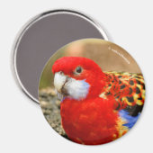 Een Cheeky Eastern Rosella in de Watering Hole Magneet (Voorkant / Achterkant)