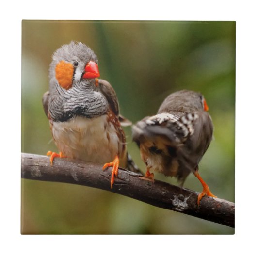 Een Cheeky Pair van Zebra Finches Tegeltje (Voorkant)