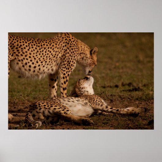 Een Cheetah's Kiss Poster (Voorkant)