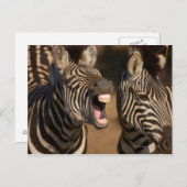 een close-up van een Zebra met haar tanden, Briefkaart (Voorkant / Achterkant)