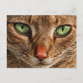 Een close-up van het gezicht van een kat met groen briefkaart