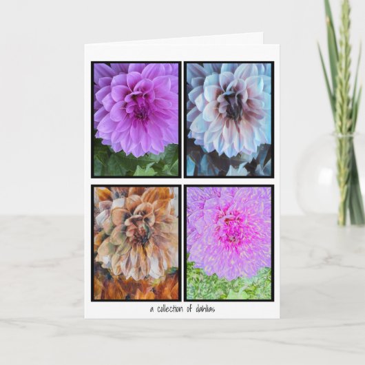 Een Collectie van Dahlias Kaart (Voorkant)